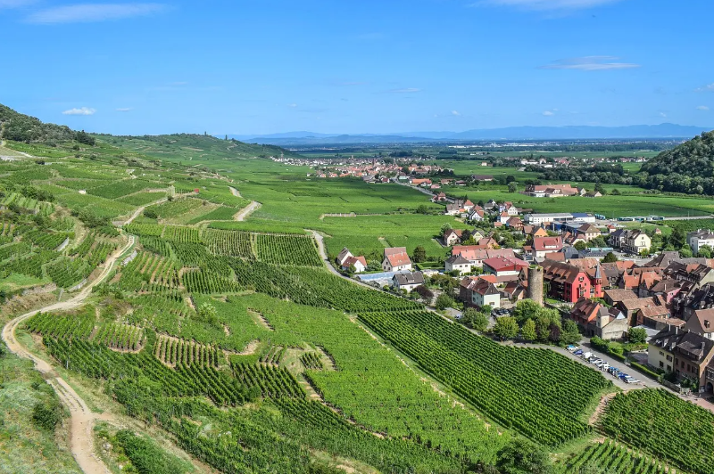 Alsace Wine route