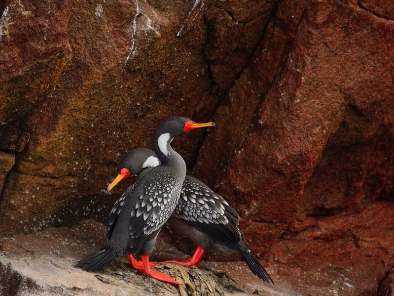 Ballestas and Paracas Reserve