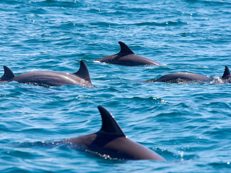 Delfinen