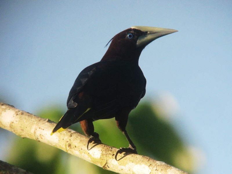 Crested Oropendola