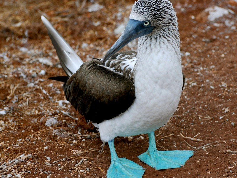 Blaufußtölpel