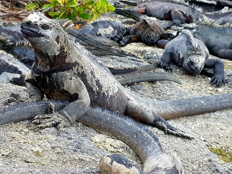 Galapagos - Meerechse