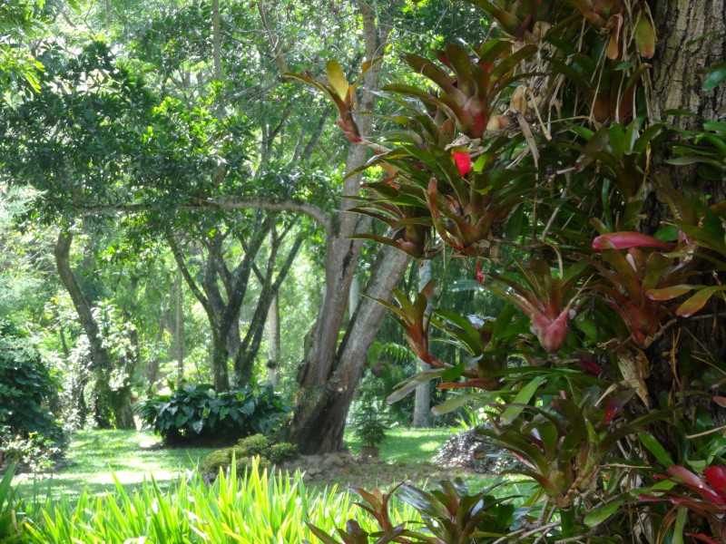 Rancho Baiguate - Garten