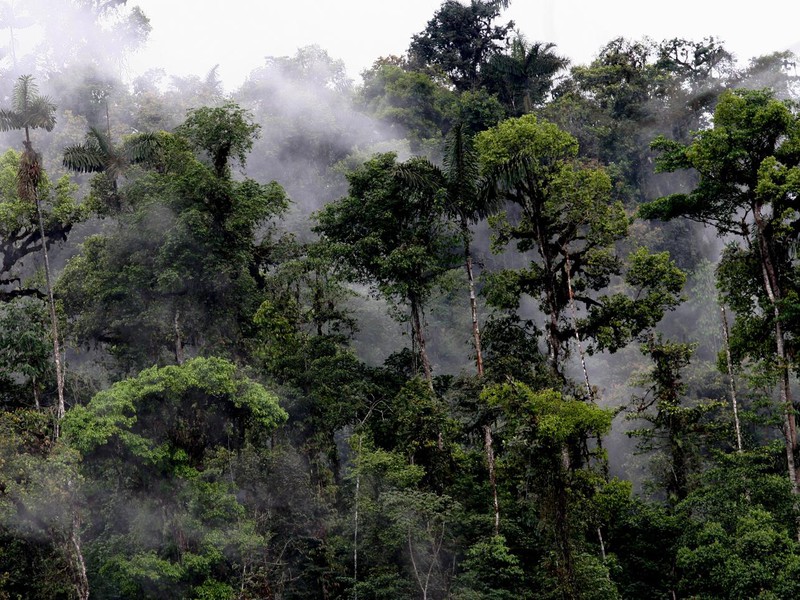 Cloud forest in the Amazon