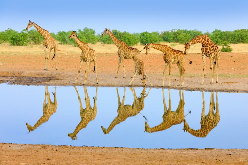 Giraffe