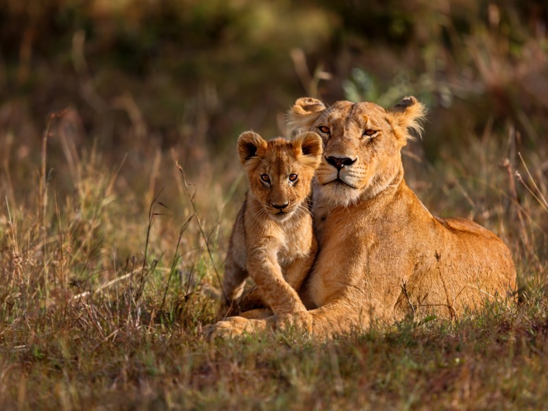 Löwen-Masai Mara-Kenia