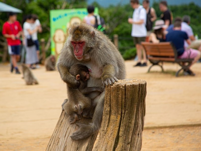 Arashiyama Bamboo, Temple, Matcha, Monke