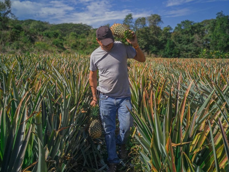 Pineapple farm