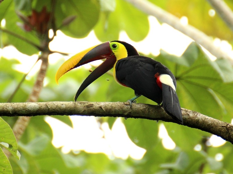 Toucan