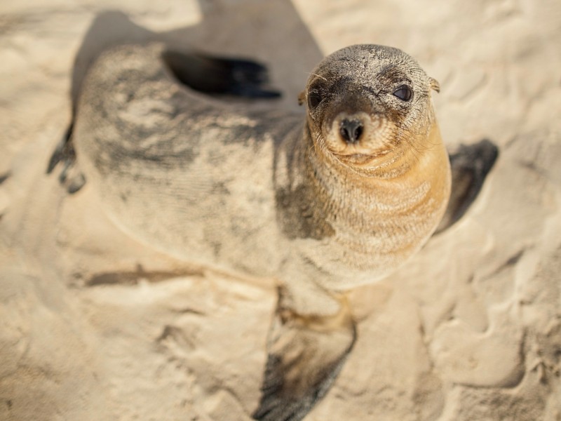 Süße Seelöwen mit der Monique entdecken