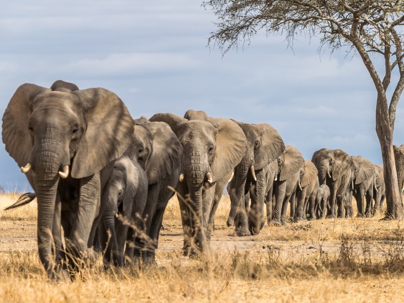 Tanzania - Serengeti National Park