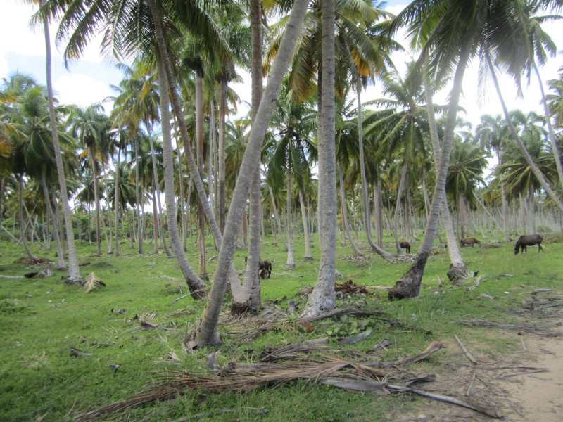 El Limon Palmenwald