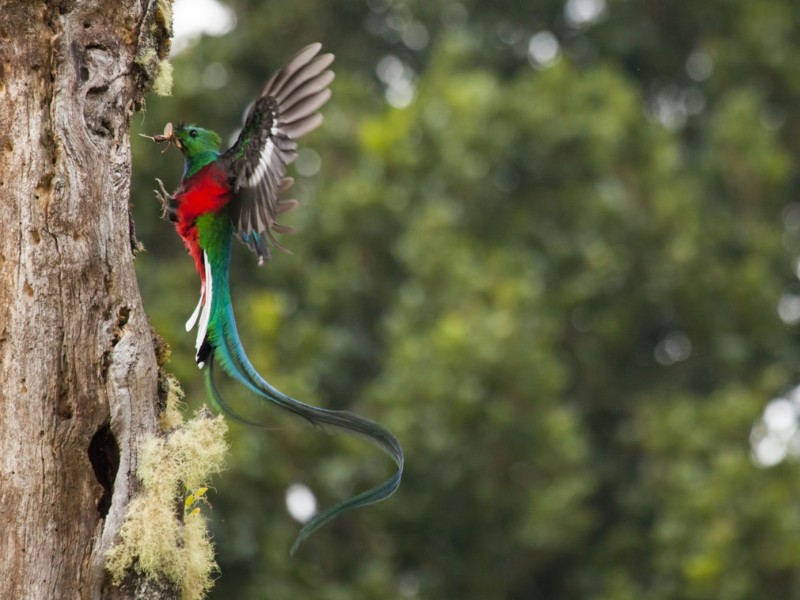 San Gerardo de Dota - Quetzal