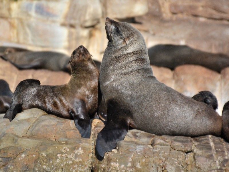 South Africa - Plettenberg - Fur seals