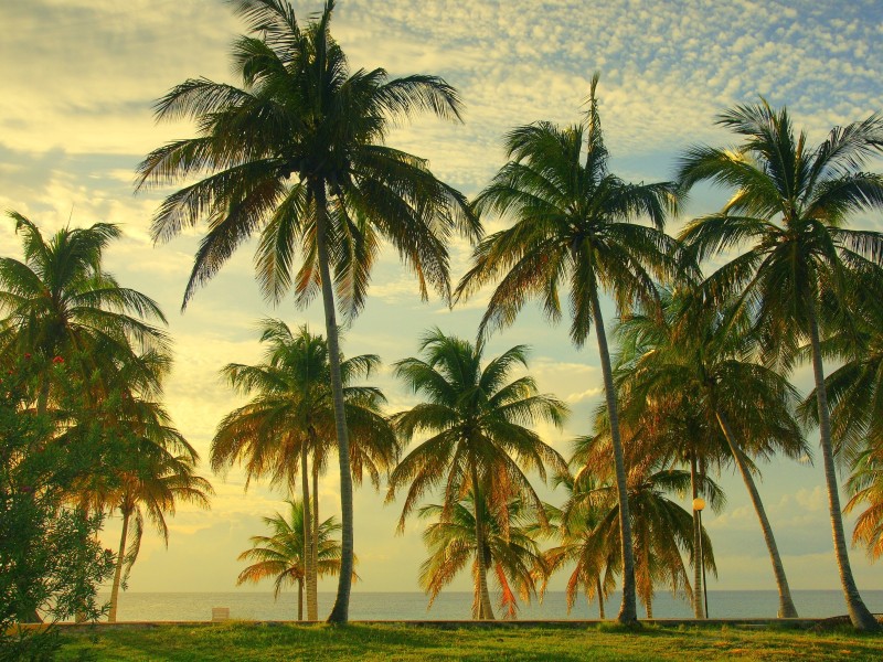 Cuba - Palmtrees