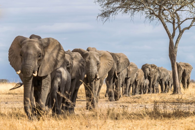 Elephant
