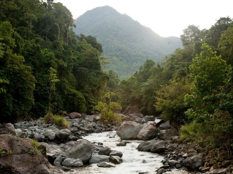 jungle stream- day 4 