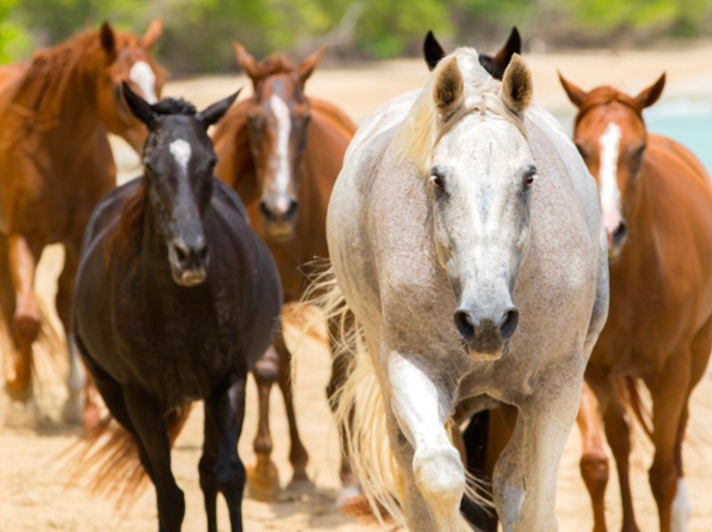 Horses