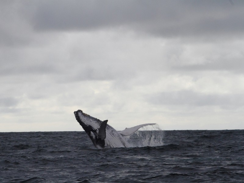 Walsaison Nuqui Juli - September