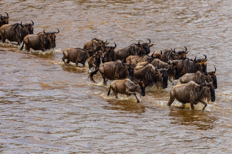 Wildebeest