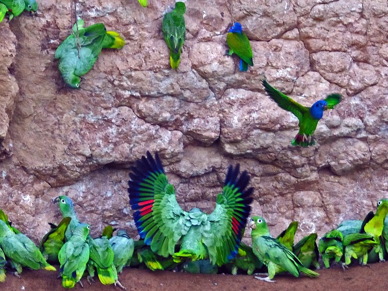 Papageien-Lecke