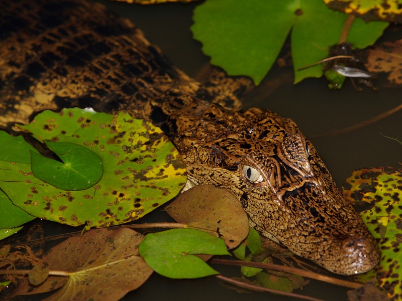 Tortuguero Nationalpark - Kaiman