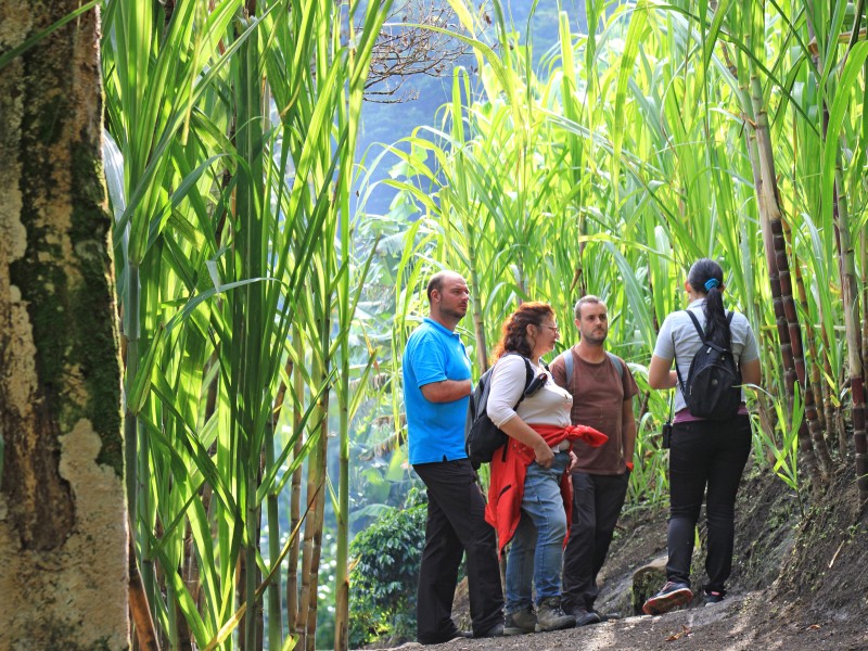 Zuckerrohr - Trapiche Tour