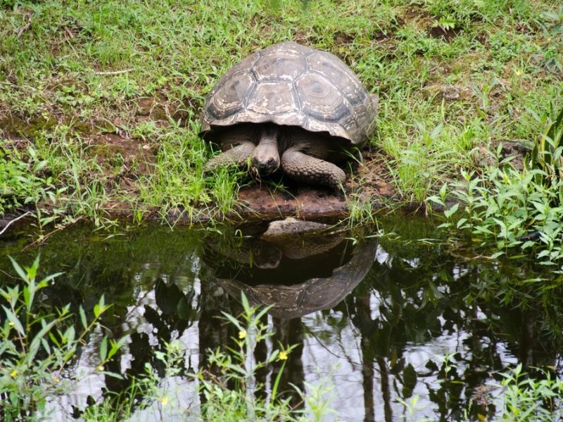 Riesenschildkröte im Hochland von Santa Cruz
