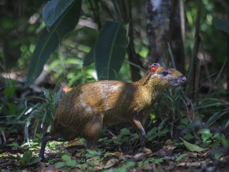 Agouti - Monteverde