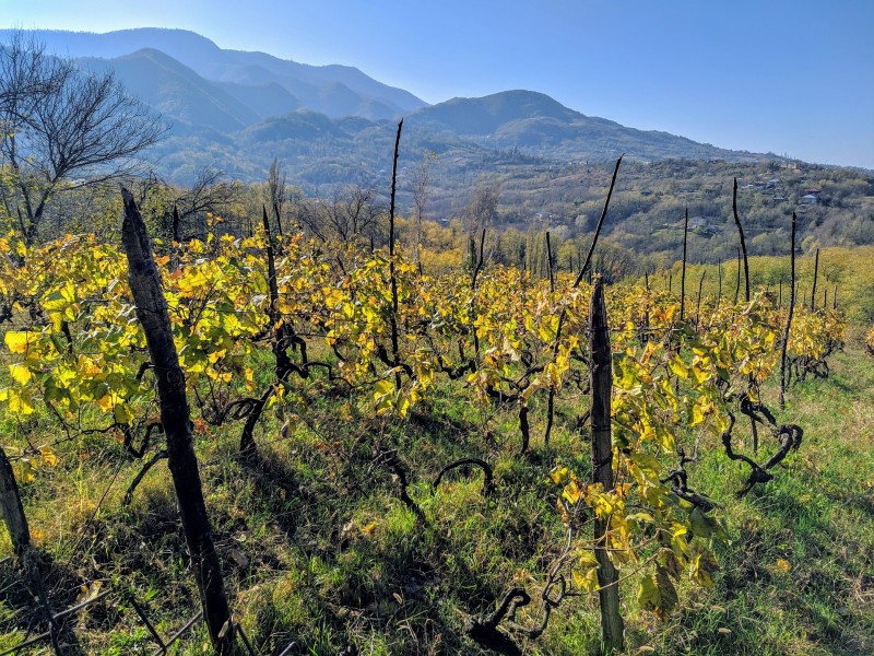 Vineyard in Georgia