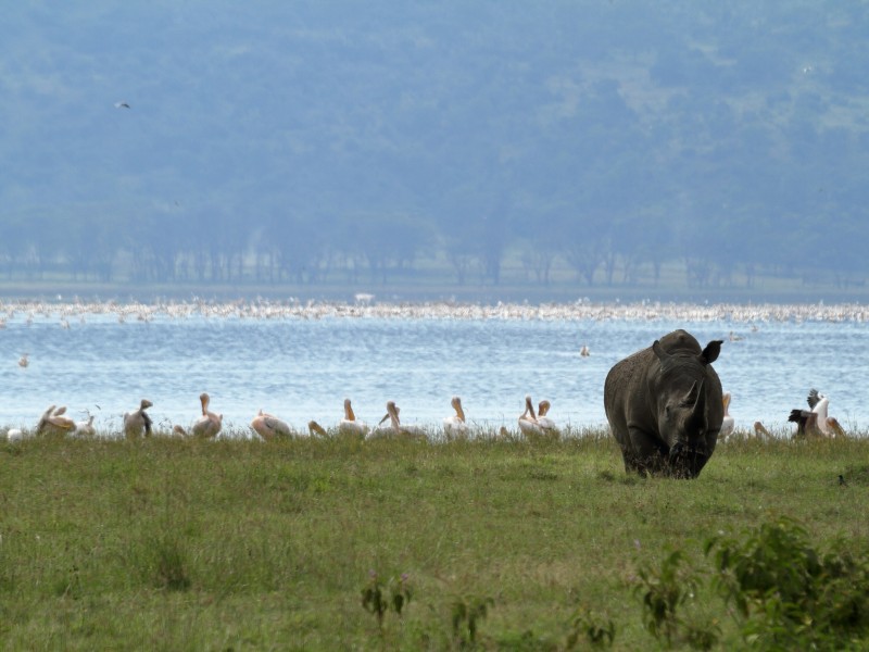 Nashörner Lake Nakuru NP, Kenia
