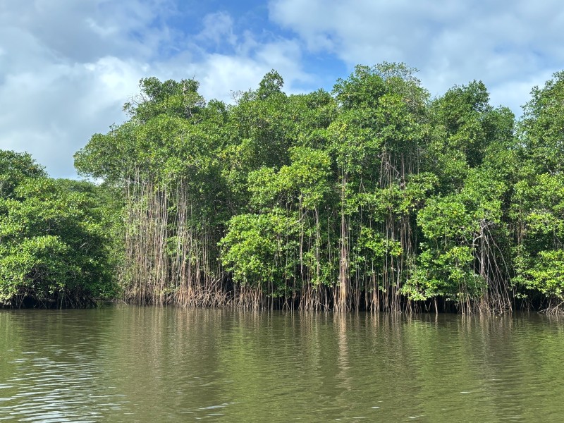 Isla Cañas - Mangroven