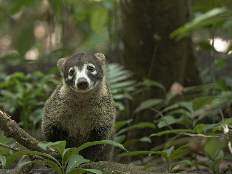 Coati