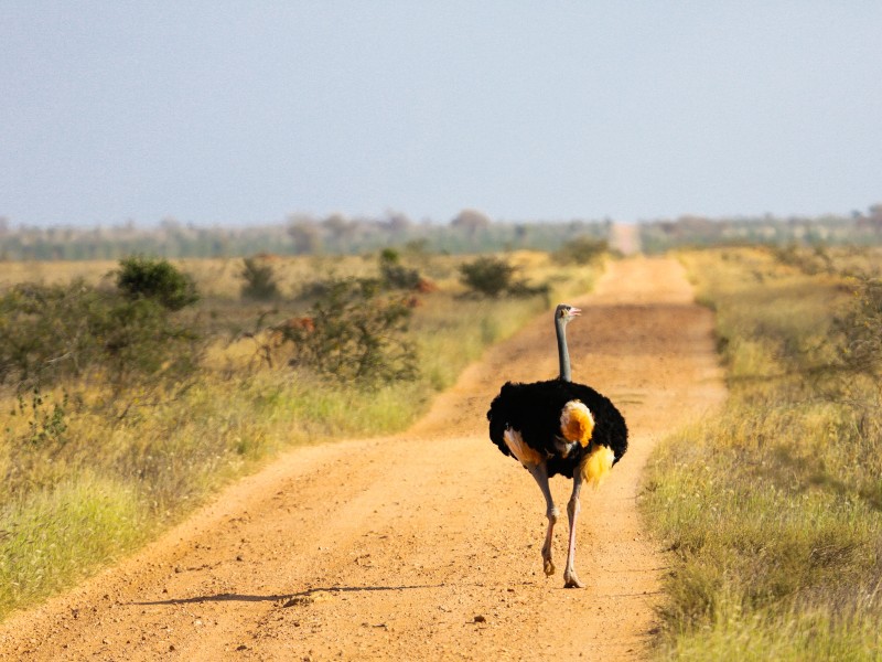 Strauß-Tsavo Ost NP-Kenia