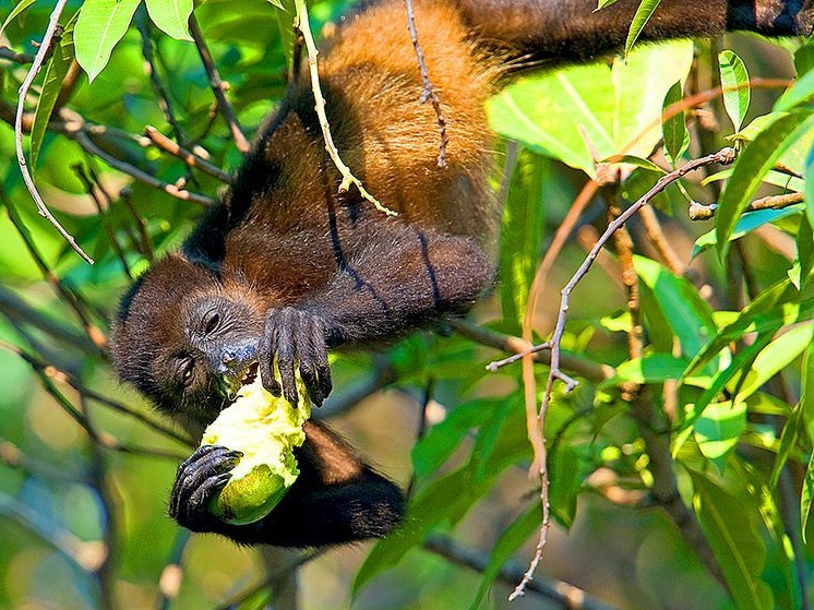 Lagarta Lodge - Congo Affe
