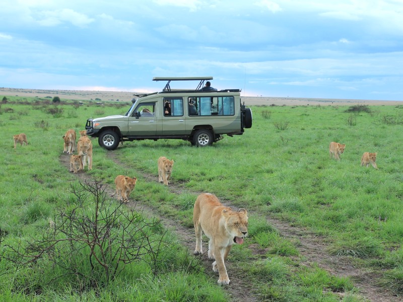 Masai Mara Kenya Lions 