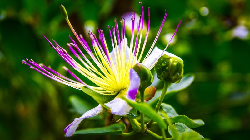 Caper Flower