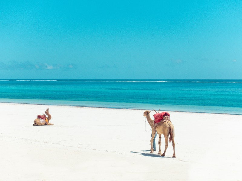 Zwei Kamele-Diani Beach-Kenia