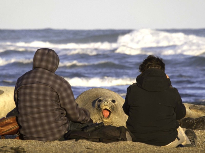 Estancia Rincon Chico - Seeelefant
