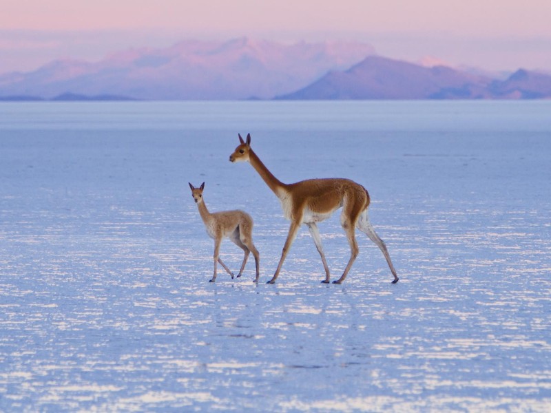 Bolivien - Vicunjas auf Salzsee
