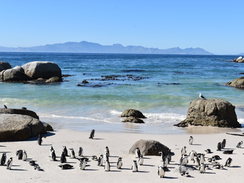 South Africa - Boulders beach