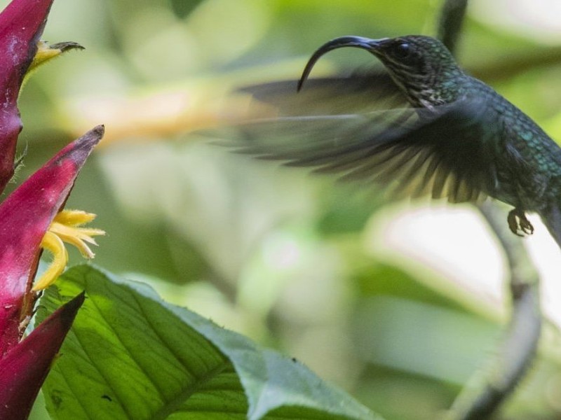 El Valle de Antón - Kolibri