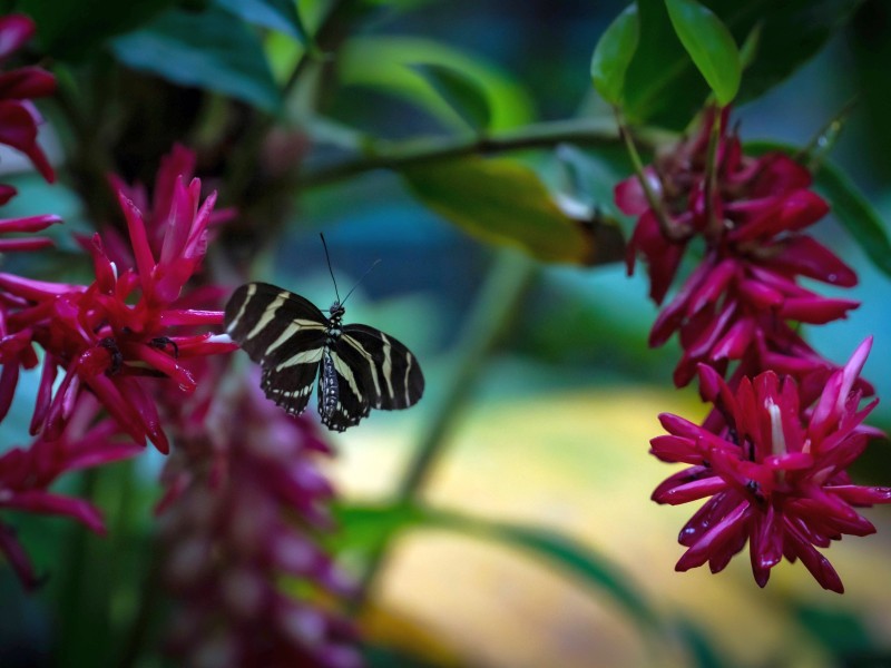 Manuel Antonio - Butterfly Garden