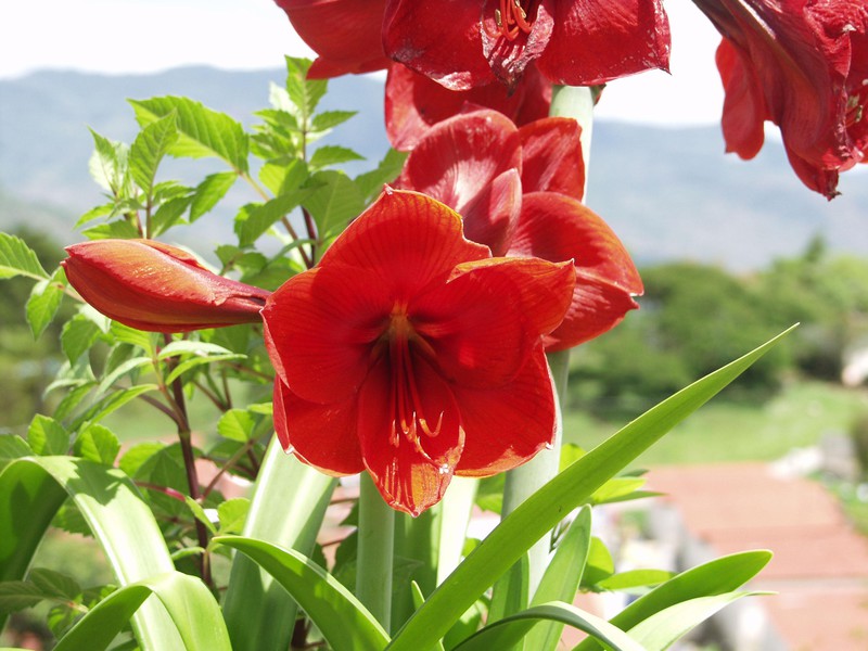 Selva Negra - Flora & Fauna