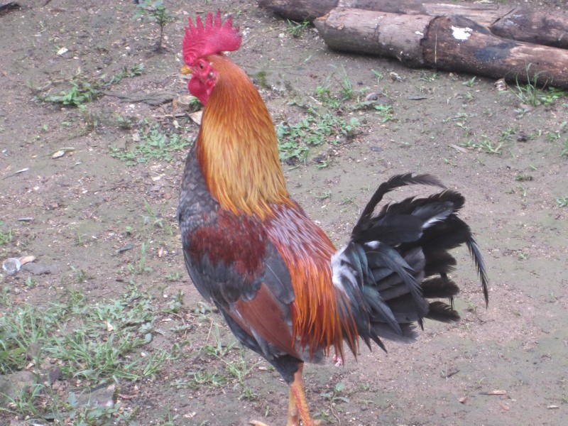 Hahn