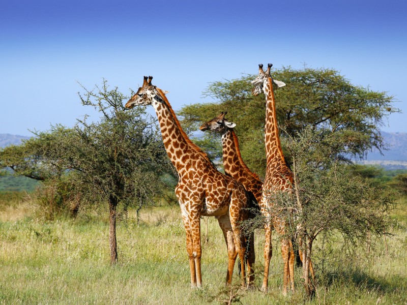 Giraffes