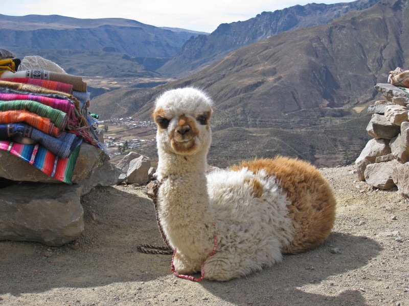  Colca Canyon 