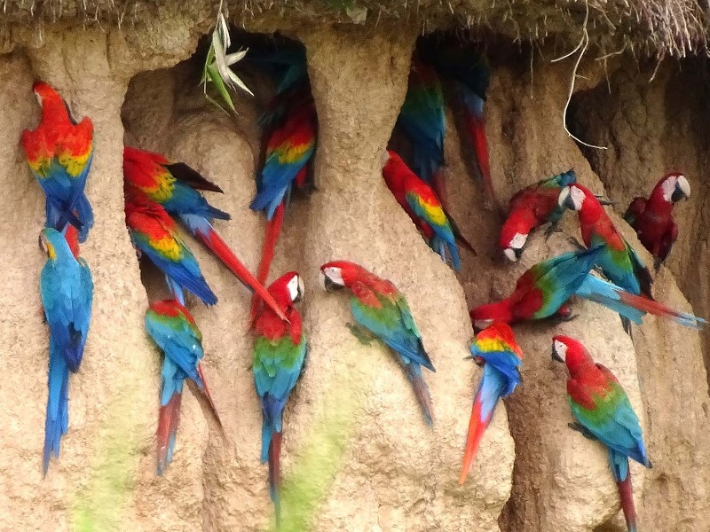 Posada Amazonas - Papageien-Salzlecke