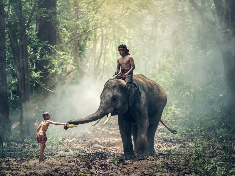India Elephant
