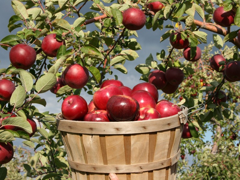USA - East USA - Oak Bluffs
